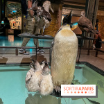 Grande Galerie de l'évolution- visuels 2024 - image00099