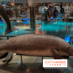 Grande Galerie de l'évolution- visuels 2024 - image00106