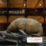 Grande Galerie de l'évolution- visuels 2024