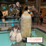 Grande Galerie de l'évolution- visuels 2024 - image00095