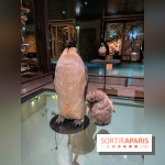 Grande Galerie de l'évolution- visuels 2024 - image00097