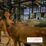 Grande Galerie de l'évolution- visuels 2024 - image00085