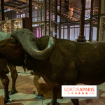 Grande Galerie de l'évolution- visuels 2024 - image00086