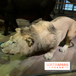 Grande Galerie de l'évolution- visuels 2024 - image00088