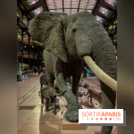 Grande Galerie de l'évolution- visuels 2024 - image00064