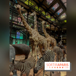 Grande Galerie de l'évolution- visuels 2024 - image00067