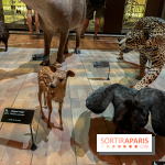 Grande Galerie de l'évolution- visuels 2024 - image00054