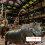 Grande Galerie de l'évolution- visuels 2024 - image00058