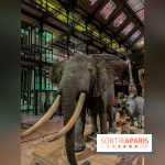 Grande Galerie de l'évolution- visuels 2024 - image00061