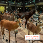 Grande Galerie de l'évolution- visuels 2024 - image00045