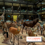 Grande Galerie de l'évolution- visuels 2024 - image00048