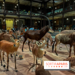 Grande Galerie de l'évolution- visuels 2024 - image00049