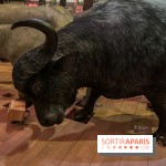 Grande Galerie de l'évolution- visuels 2024 - image00037