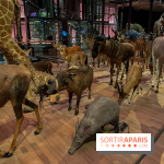 Grande Galerie de l'évolution- visuels 2024 - image00038