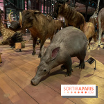 Grande Galerie de l'évolution- visuels 2024 - image00041