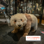 Grande Galerie de l'évolution- visuels 2024 - image00017