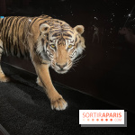 Grande Galerie de l'évolution- visuels 2024 - image00005