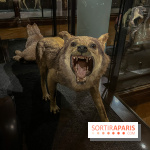 Grande Galerie de l'évolution- visuels 2024 - image00007