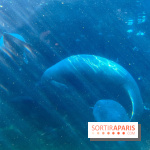 Zoo de Vincennes, Parc zoologique 2024 - lamantins