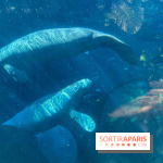 Zoo de Vincennes, Parc zoologique 2024 - nos photos - image00030