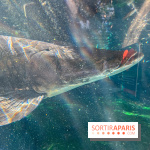 Zoo de Vincennes, Parc zoologique 2024 - nos photos - image00024