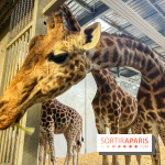 Zoo de Vincennes, Parc zoologique 2024 - nos photos - image00016