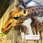 Zoo de Vincennes, Parc zoologique 2024 - girafes