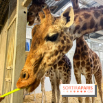 Zoo de Vincennes, Parc zoologique 2024 - nos photos - image00008