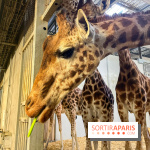 Zoo de Vincennes, Parc zoologique 2024 - nos photos - image00007