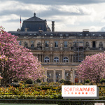 Les magnolias du Jardin du Palais Royal  -  A7C9085