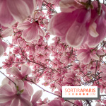 Les magnolias du Jardin du Palais Royal  - IMG 7391