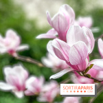 Les magnolias du Jardin du Palais Royal  - IMG 7396