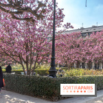 Les magnolias du Jardin du Palais Royal  - printemps - visuel Paris