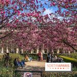 Les magnolias du Jardin du Palais Royal  - printemps - visuel Paris
