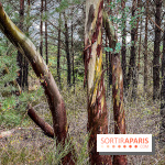 Arbor&Sens, l'Arboretum de Franchard en forêt de Fontainebleau - les photos - IMG 7959