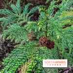 Arbor&Sens, l'Arboretum de Franchard en forêt de Fontainebleau - les photos - IMG 7957