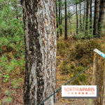 Arbor&Sens, l'Arboretum de Franchard en forêt de Fontainebleau - les photos - IMG 7950