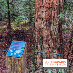 Arbor&Sens, l'Arboretum de Franchard en forêt de Fontainebleau - les photos - IMG 7946