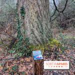 Arbor&Sens, l'Arboretum de Franchard en forêt de Fontainebleau - les photos - IMG 7928