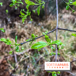 Arbor&Sens, l'Arboretum de Franchard en forêt de Fontainebleau - les photos - IMG 7910