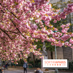 Square Gabriel Pierné à Paris - cerisiers en fleurs -  A7C0349