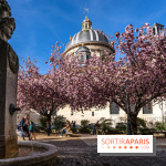 Square Gabriel Pierné à Paris - cerisiers en fleurs