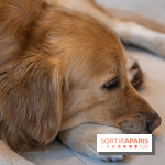 Seven Heaven, le coffee shop dog's friendly et kid's friendly de Paris 11e -  A7C0528