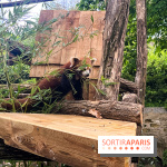 Ménagerie du Jardin des Plantes 2024 - panda