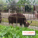 Ménagerie du Jardin des Plantes 2024 - nos photos