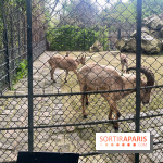 Ménagerie du Jardin des Plantes 2024 - nos photos