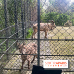 Ménagerie du Jardin des Plantes 2024 - nos photos