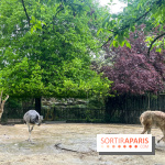 Ménagerie du Jardin des Plantes 2024 - nos photos