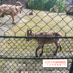 Ménagerie du Jardin des Plantes 2024 - nos photos - image00030