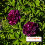 Jardin Yili, le jardin chinois caché dans les Yvelines -  A7C2252